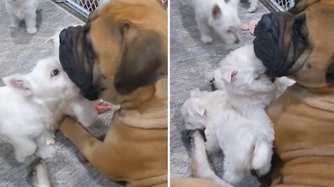 Patient Bullmastiff lets Westie puppies play all over her