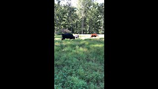 Dexter Cattle on Pasture