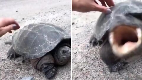 Angry tortoise attacked when making video