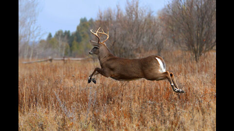 beefy 4 point deer at the licking branch