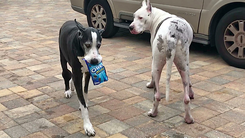 Happy Great Danes Loves to Carry Mini Oreo Cookie Snacks