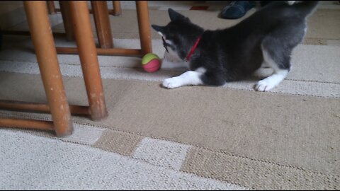 Mirca the Husky loves her toy ball!