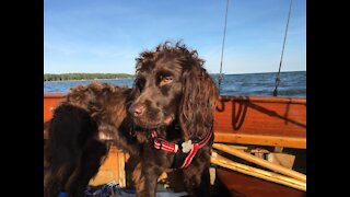 June 2019 Dog Sailing