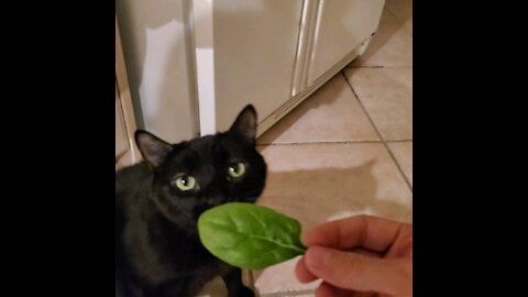 My Cat Eats Spinach