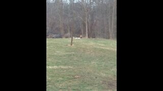 Fox eating from compost pile