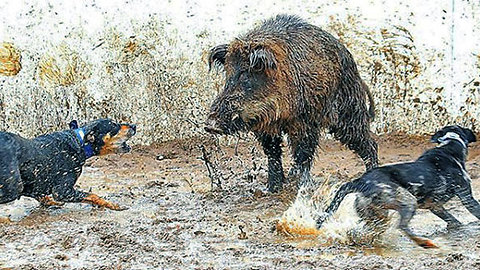 The war of the pork for its siege by the dogs