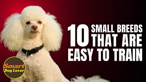 10 Small Dog Breeds That Are Easy to Train | Dog Training Tips