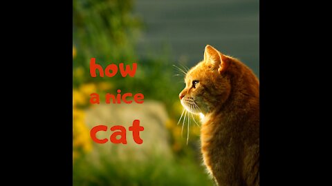 How a nice cat