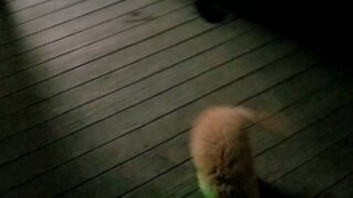 Puppy loves green laser pointer