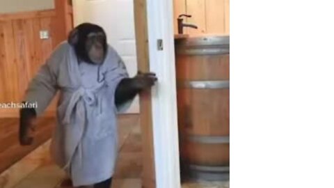 This How Monkey having shower 😃😃