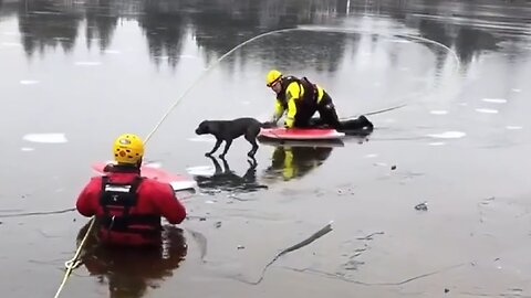 Firefighters save dog who fell into icy waters of Lake Tapps