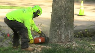 Ash trees coming down fast in race against deadly bug