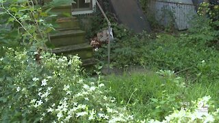 Neighbors frustrated with overgrown yard in East Baltimore