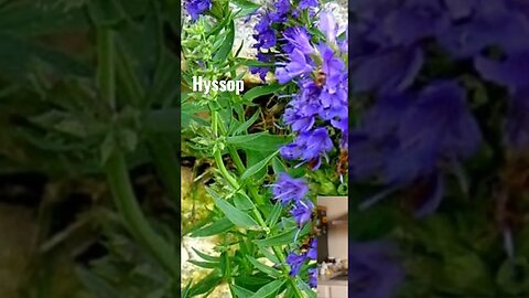 Fever Support with Herbal Tea | HYSSOP