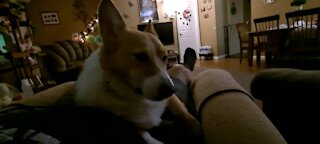 Lovable corgi