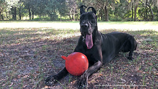 Funny Great Danes Love to Get Dirty Playing Jolly Ball Tag