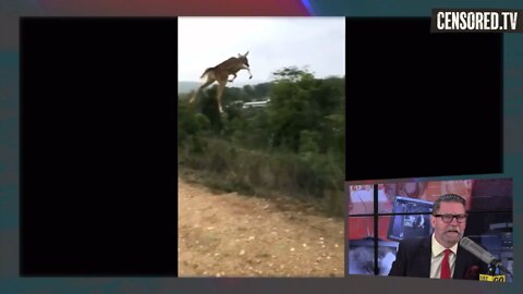 Gavin Mclnnes Deer defying gravity || GOML CENSORED TV ||