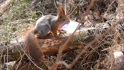 Training a squirrel to become a postman