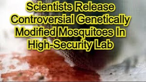Scientists Release Controversial Genetically Modified Mosquitoes In High-Security Lab