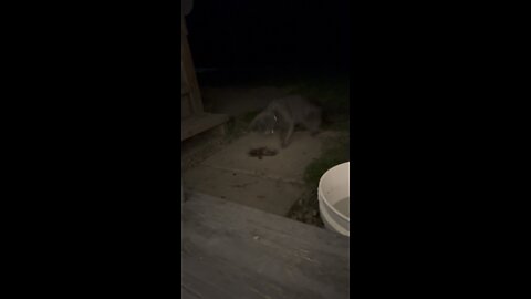 Cat Kills a Mole
