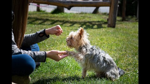 HOW YOU CAN SAFELY TRAIN YOUR DOG !!!