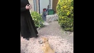 Dog prays before meal