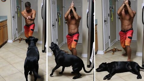 Dramatic dog gives Oscar-worthy performance