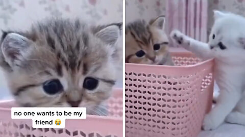 Kittens feel lonely but his adorable friend cheers him up