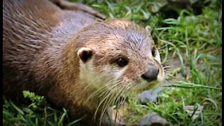 Cuccioli di lontra si divertono in piscina