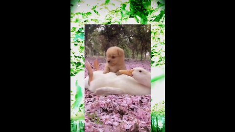 qute dog with hen dog 🐕funny video | hen 🐔funny video | very 🐣🐣funny video | dog comedy video