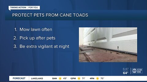 Toxic bufo toads that can kill your pet in minutes reported in Central Florida