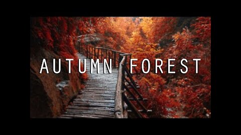 NATURE SOUNDS /// Autumn Forest Sound 11 Hours [ASMR Ambience]