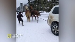 Stuck in the snow? Horsepower to the rescue -- literally