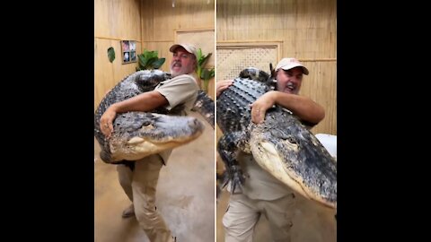 Not so easy picking up Darth Gator 🐊 now that he’s pushing 300 pounds 😱