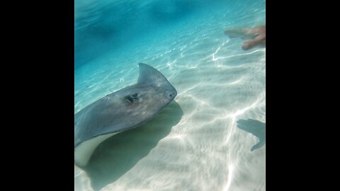 Petting Stingrays in Mexico + other Reef adventures