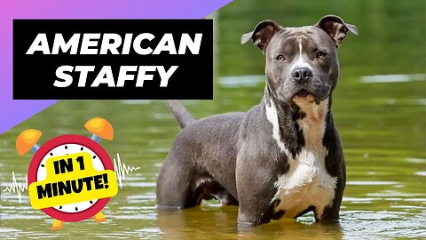 American Staffordshire Terrier - In 1 Minute! 🐶 One Of The Most Popular Dog Breeds In The World