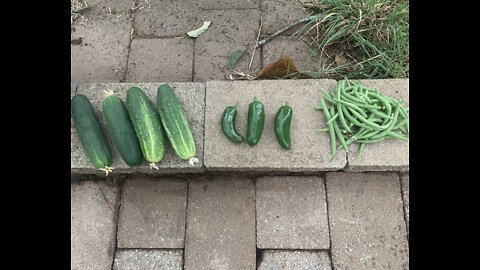 Cucumber harvest!