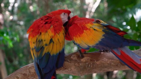 Beautiful scarlet macaw Couple.