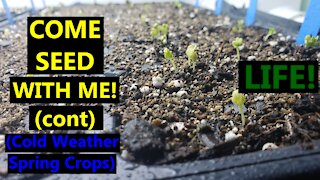 Come Seed with Me (Part3)! | Cold Weather Crops | Steps Post Germination - Light and Water