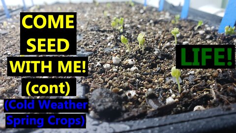 Come Seed with Me (Part3)! | Cold Weather Crops | Steps Post Germination - Light and Water
