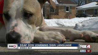 Deaf dog learning sign language