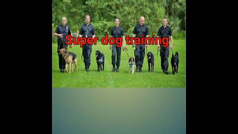 dog training kaise karen dog training kaise kare dog ki training kaise karen dog ko