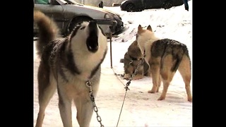 Big Baltic Dog Sled Race