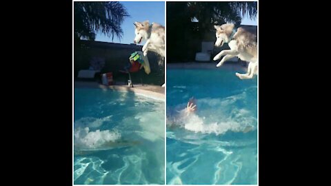 Brave husky's amazing water jump