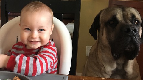 Baby Shares Meal With English Mastiff