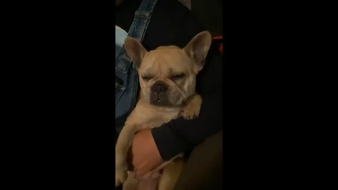 Snoring French Bulldog