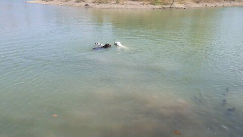 Echo's first swim