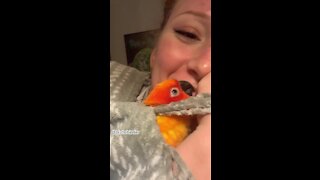 Sweet parrot literally cannot stop kissing owner goodnight
