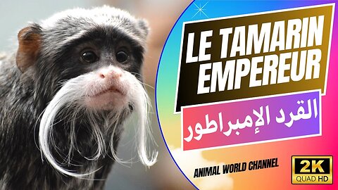 le tamarin empereur tire son nom de longues moustaches qui rappellent celles de l’empereur allemand