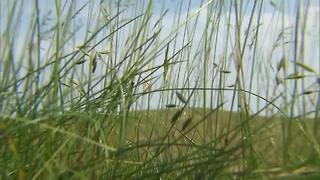 Golfers not concerned with fescue at Erin Hills